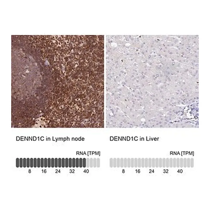 Merck Anti-DENND1C antibody produced in rabbit