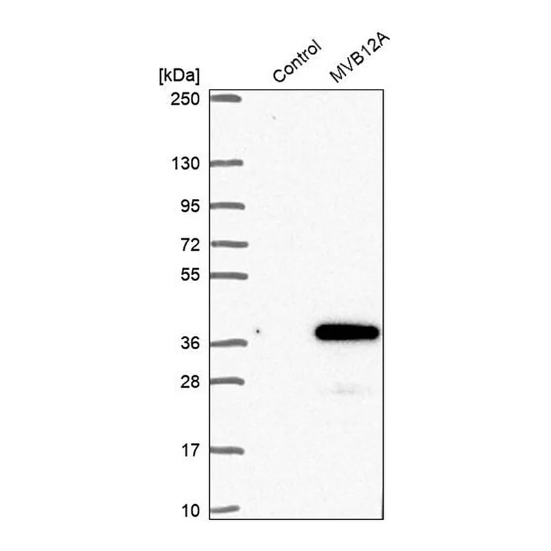 Merck Anti-MVB12A antibody produced in rabbit