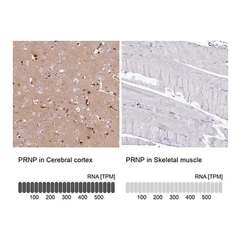 Merck Anti-PRNP antibody produced in rabbit