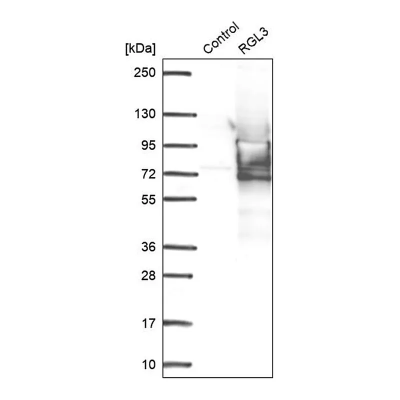 Merck Anti-RGL3 antibody produced in rabbit