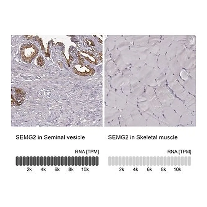 Merck Anti-SEMG2 antibody produced in rabbit