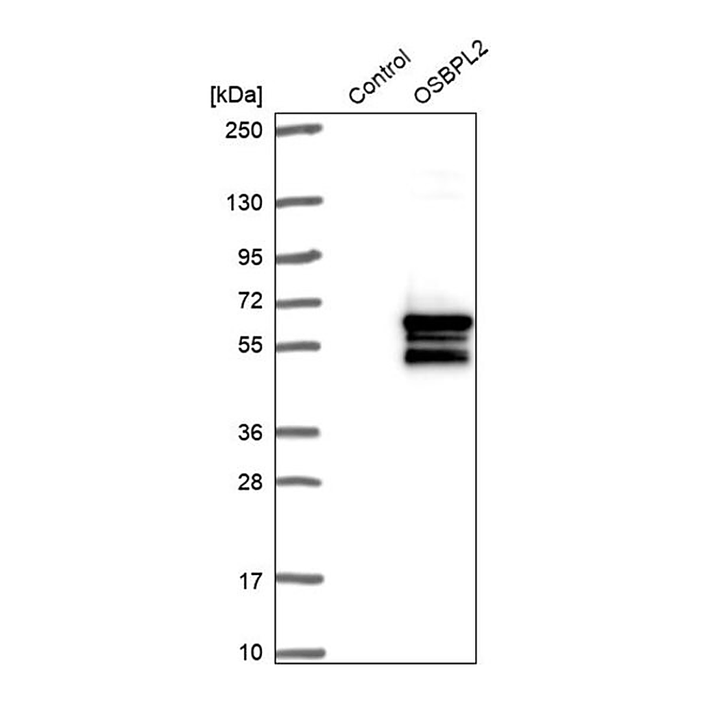Merck Anti-OSBPL2 antibody produced in rabbit