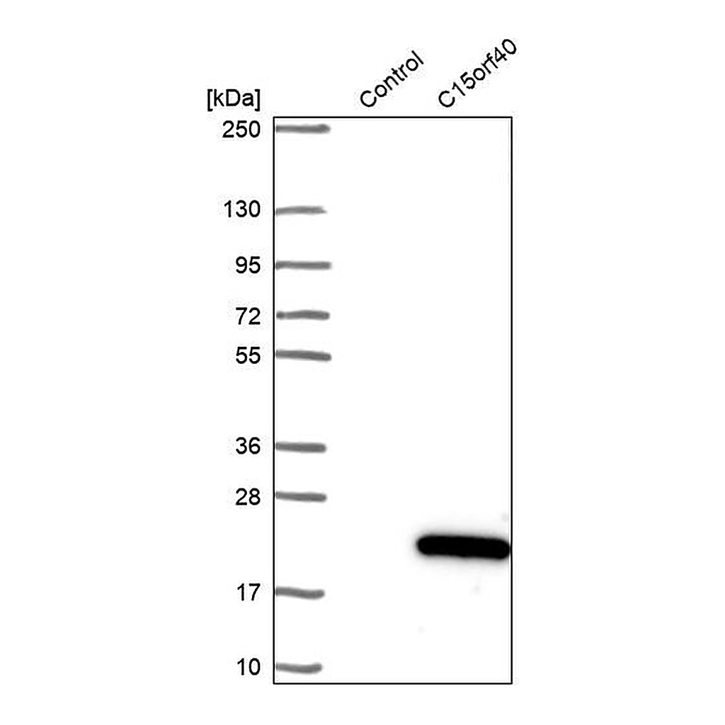 Merck Anti-C15orf40 antibody produced in rabbit