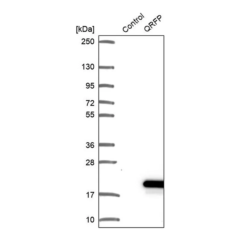 Merck Anti-QRFP antibody produced in rabbit