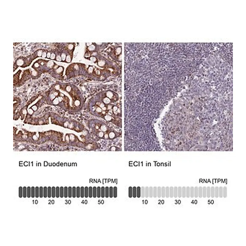 Merck Anti-ECI1 antibody produced in rabbit