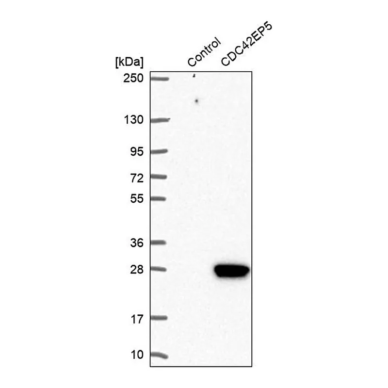 Merck Anti-CDC42EP5 antibody produced in rabbit