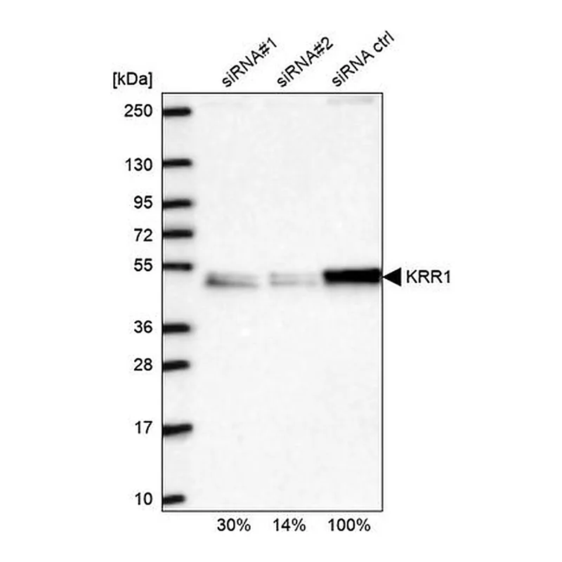 Merck Anti-KRR1 antibody produced in rabbit