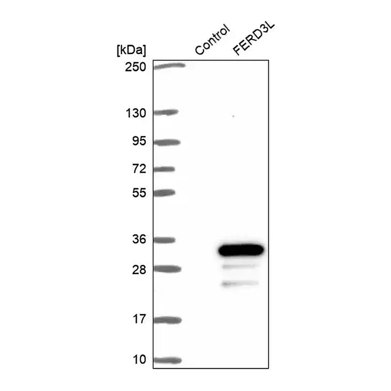 Merck Anti-FERD3L antibody produced in rabbit