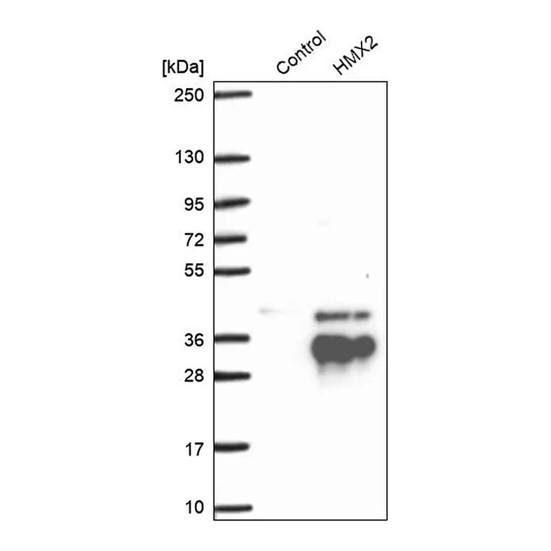 Merck Anti-HMX2 antibody produced in rabbit