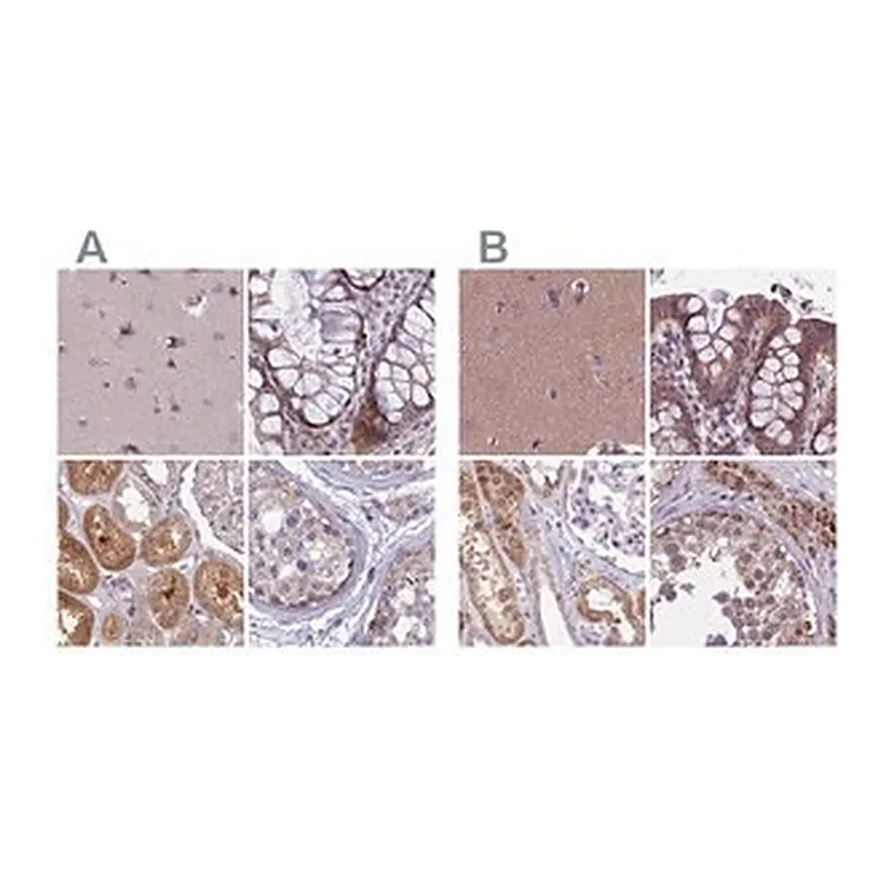 Merck Anti-DUS2 antibody produced in rabbit