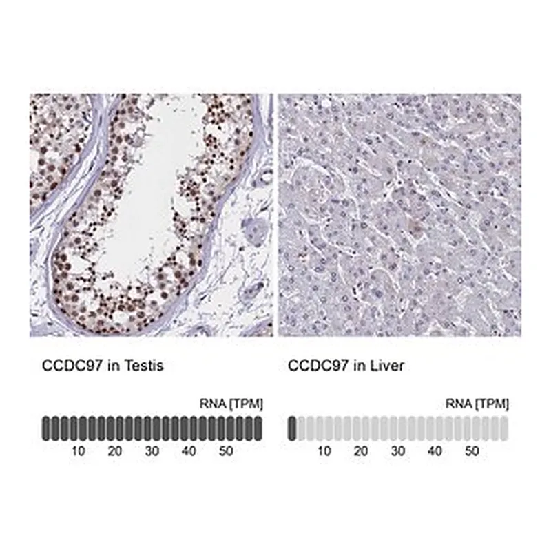 Merck Anti-CCDC97 antibody produced in rabbit