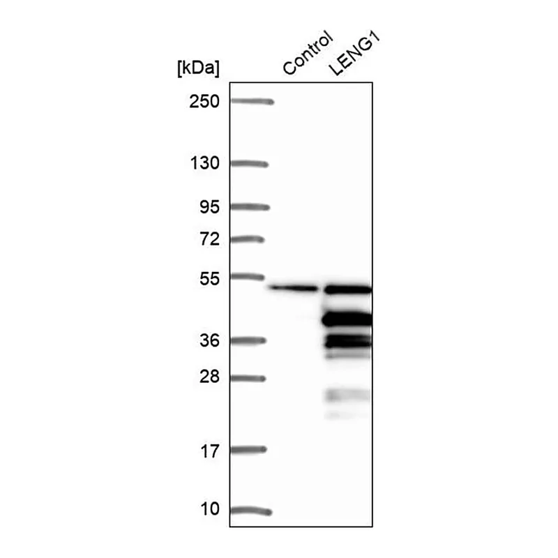 Merck Anti-LENG1 antibody produced in rabbit