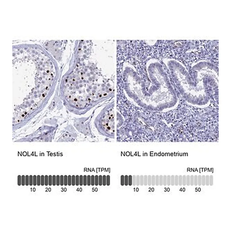 Merck Anti-NOL4L antibody produced in rabbit