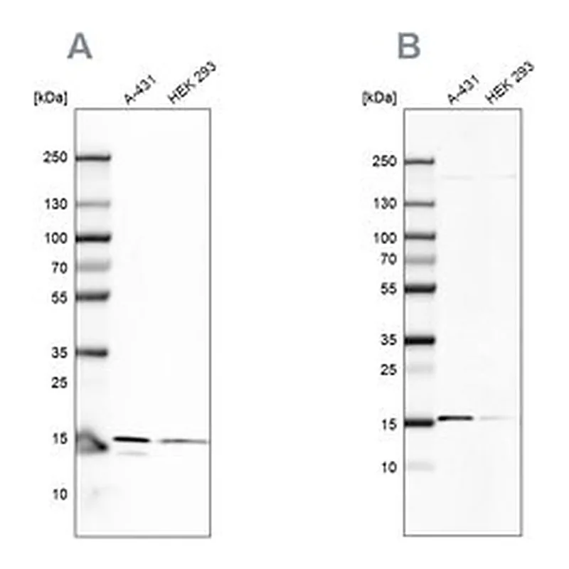 Merck Anti-COX20 antibody produced in rabbit