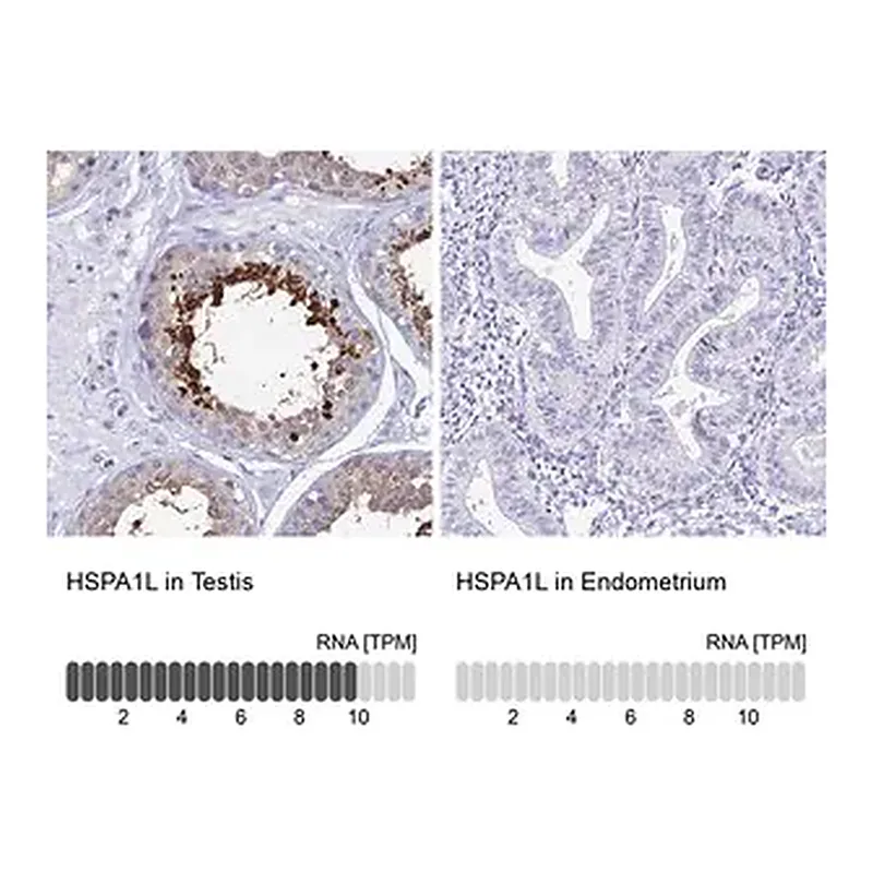 Merck Anti-HSPA1L antibody produced in rabbit