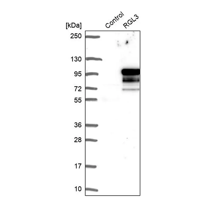 Merck Anti-RGL3 antibody produced in rabbit