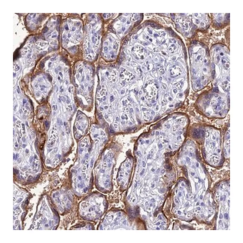 Merck Anti-FGF7 antibody produced in rabbit