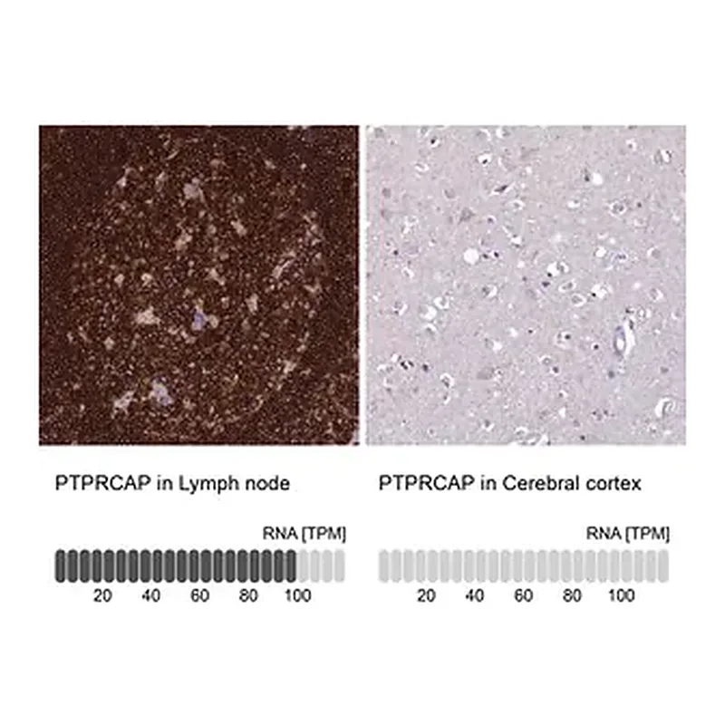 Merck Anti-PTPRCAP antibody produced in rabbit