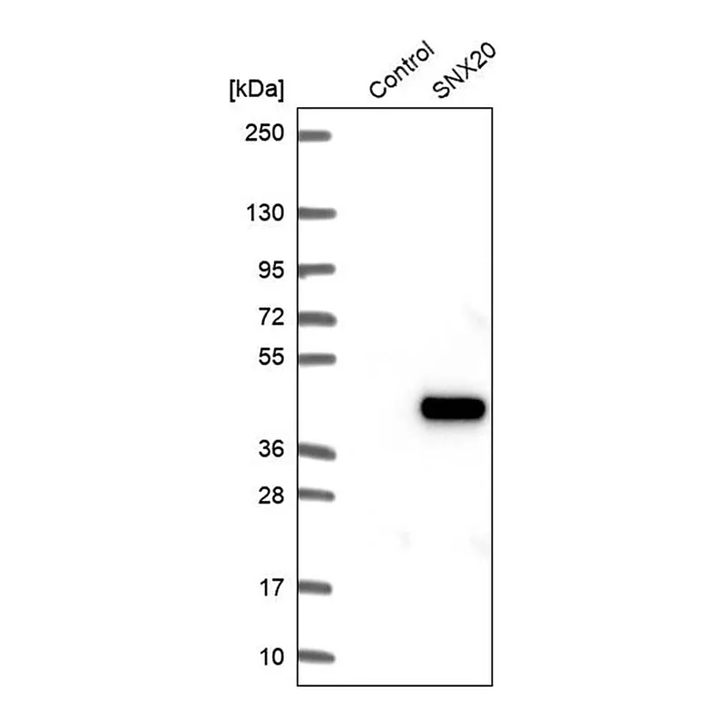 Merck Anti-SNX20 antibody produced in rabbit