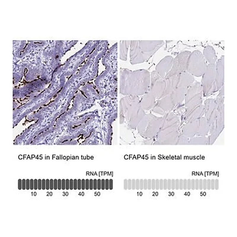 Merck Anti-CFAP45 antibody produced in rabbit