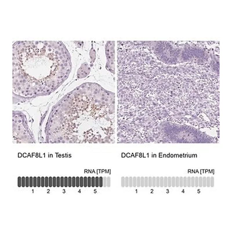 Merck Anti-DCAF8L1 antibody produced in rabbit