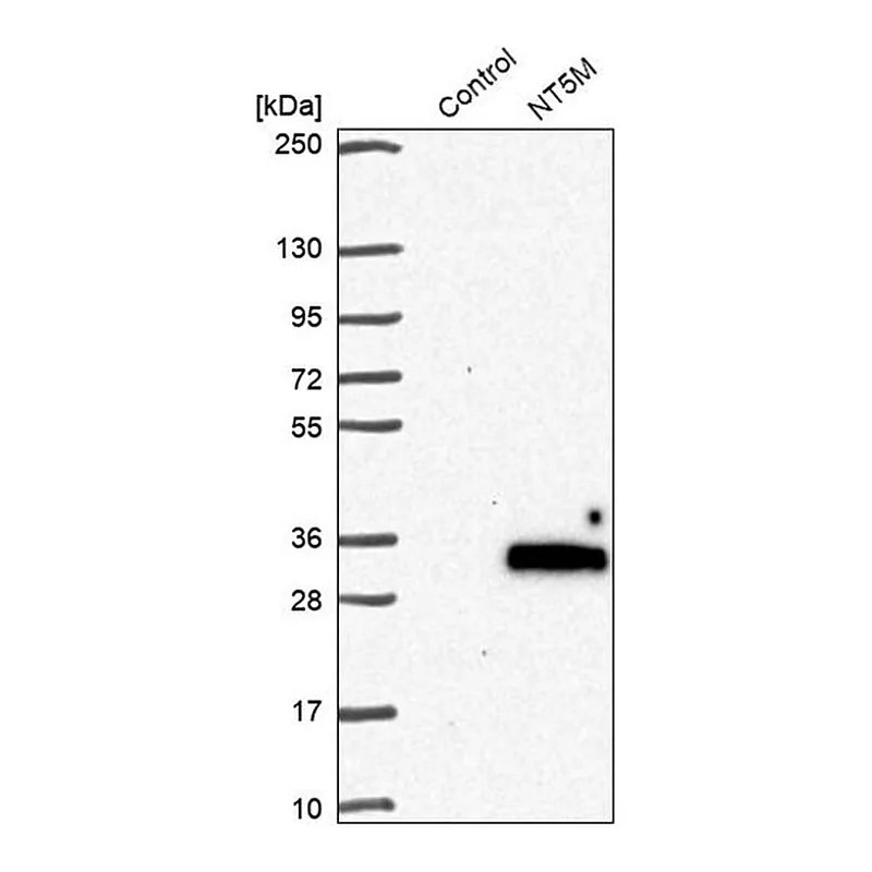 Merck Anti-NT5M antibody produced in rabbit