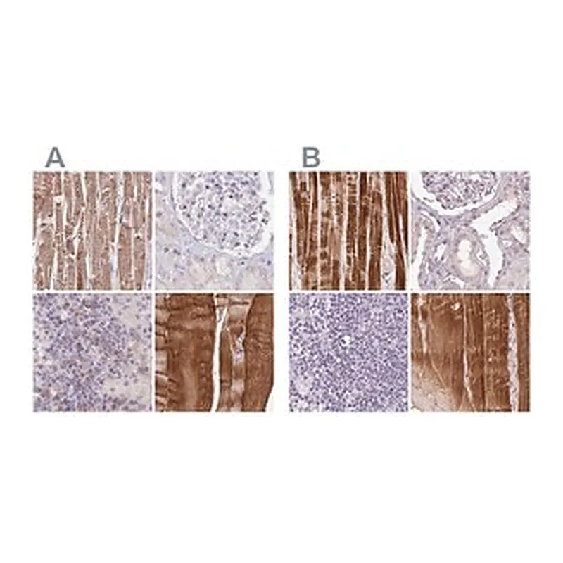 Merck Anti-FAM168B antibody produced in rabbit