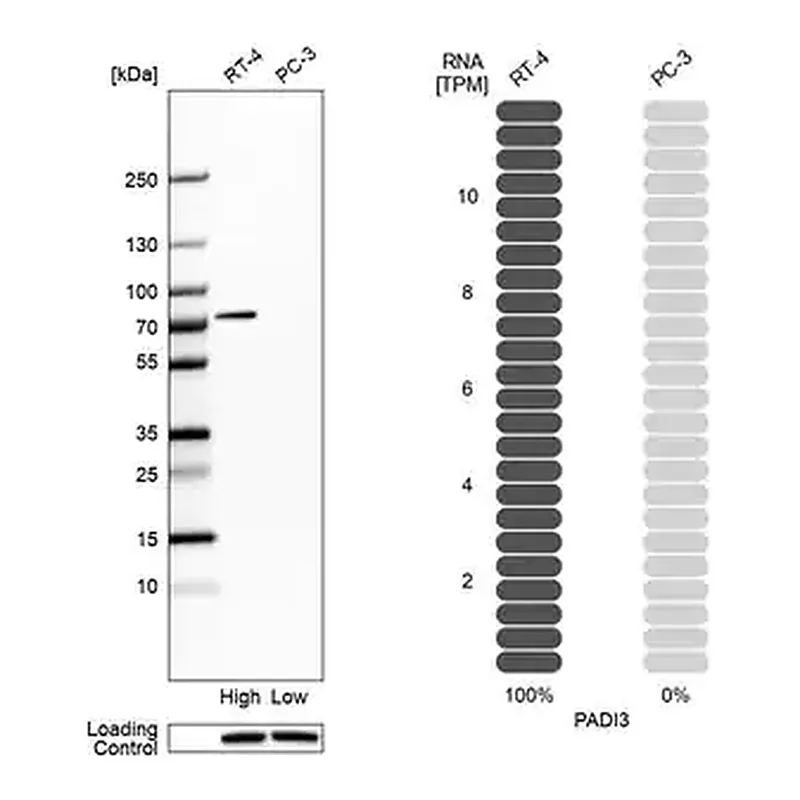 Merck Anti-PADI3 antibody produced in rabbit