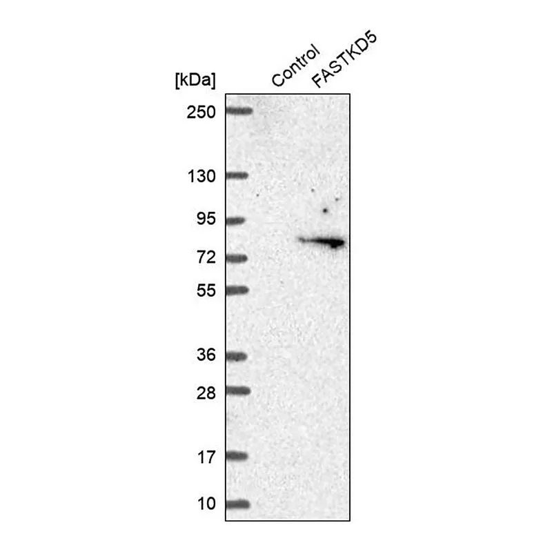Merck Anti-FASTKD5 antibody produced in rabbit