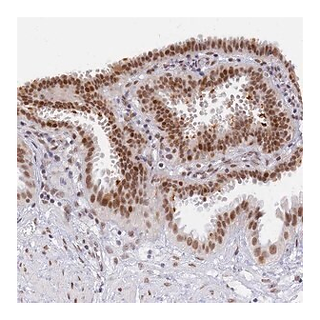 Merck Anti-DPY30 antibody produced in rabbit