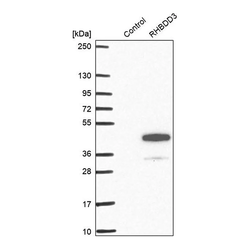 Merck Anti-RHBDD3 antibody produced in rabbit