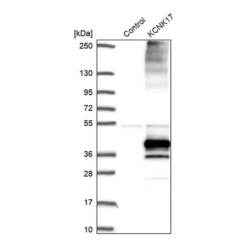 Merck Anti-KCNK17 antibody produced in rabbit