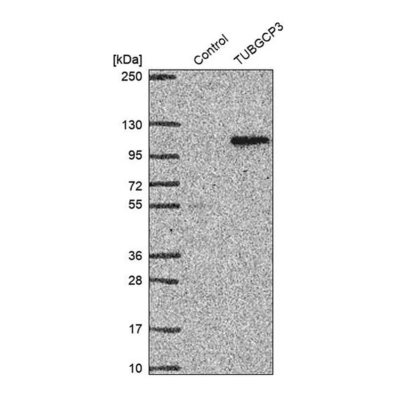 Merck Anti-TUBGCP3 antibody produced in rabbit