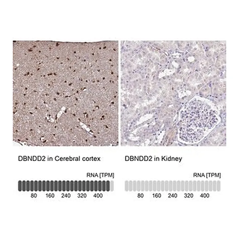 Merck Anti-DBNDD2 antibody produced in rabbit