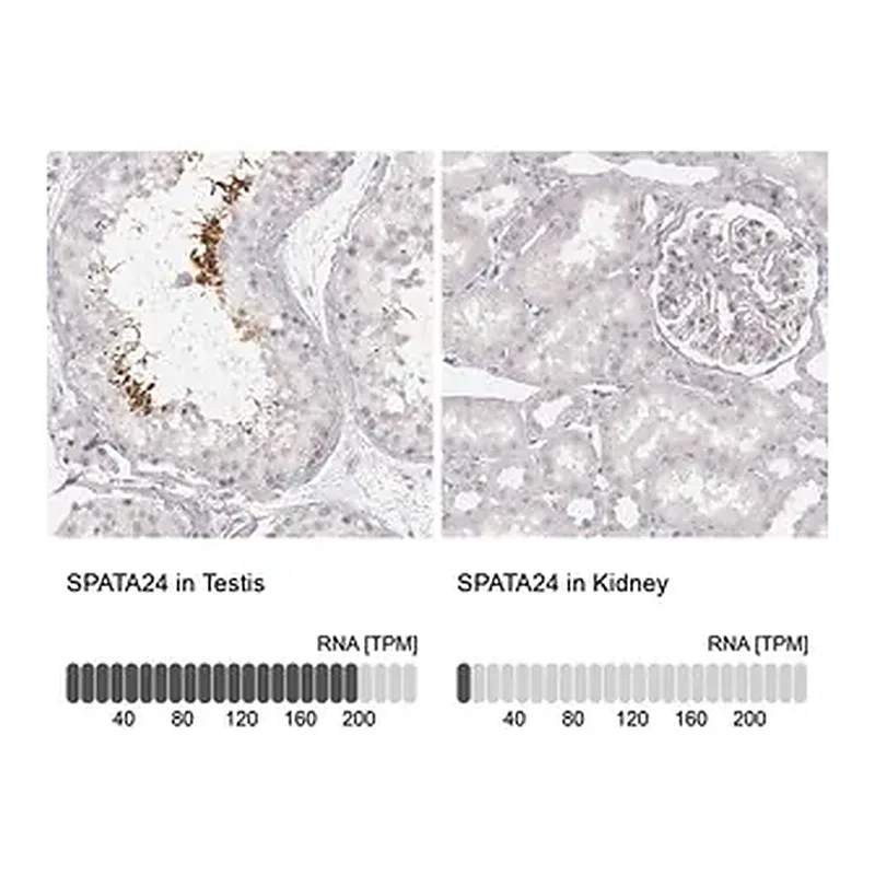 Merck Anti-SPATA24 antibody produced in rabbit