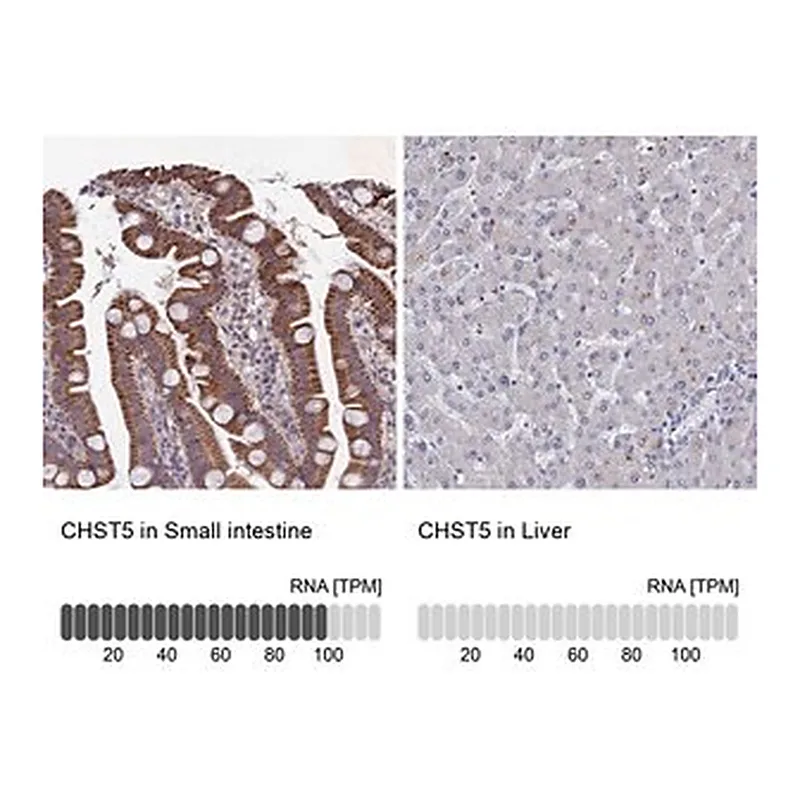 Merck Anti-CHST5 antibody produced in rabbit