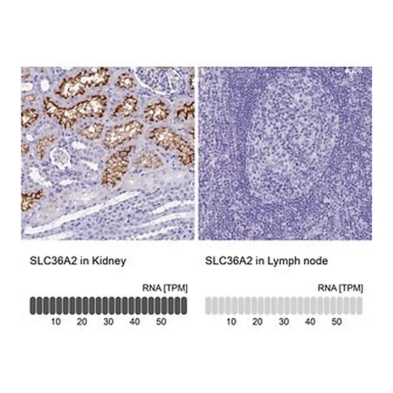 Merck Anti-SLC36A2 antibody produced in rabbit