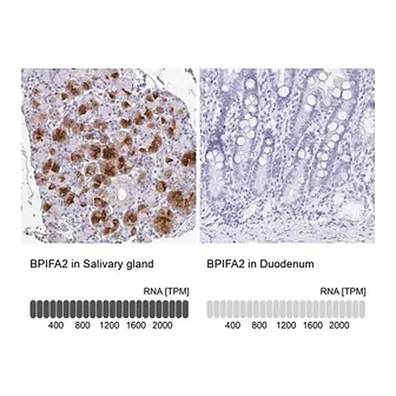 Merck Anti-BPIFA2 antibody produced in rabbit