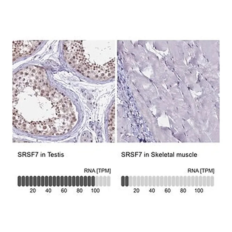 Merck Anti-SRSF7 antibody produced in rabbit
