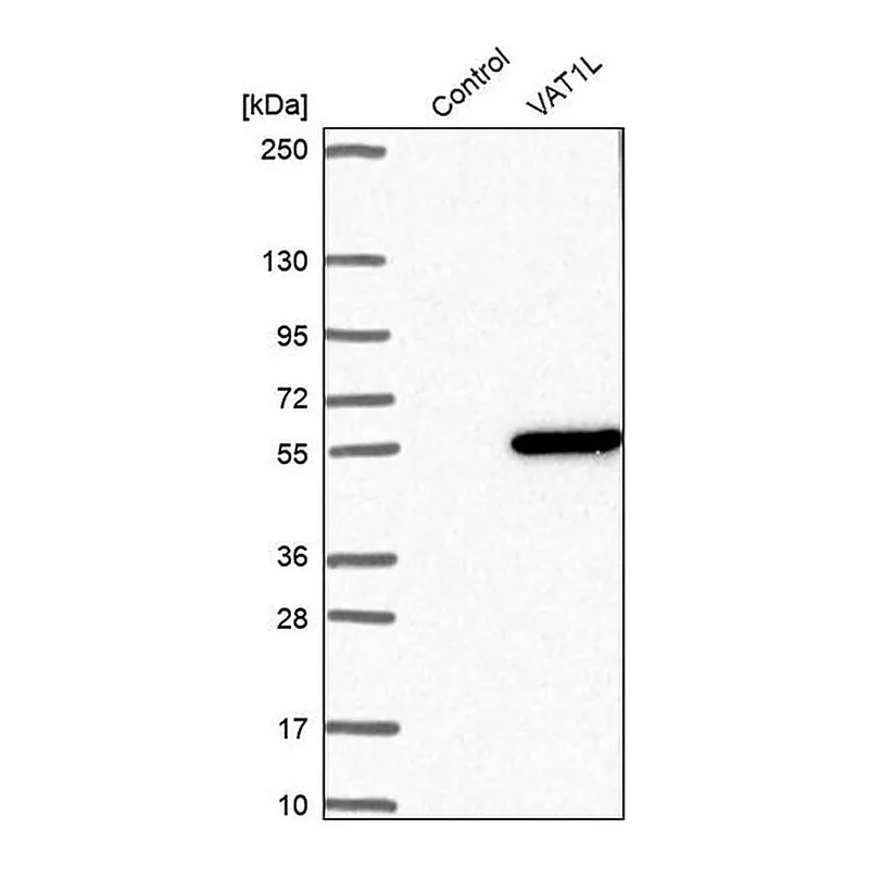 Merck Anti-VAT1L antibody produced in rabbit