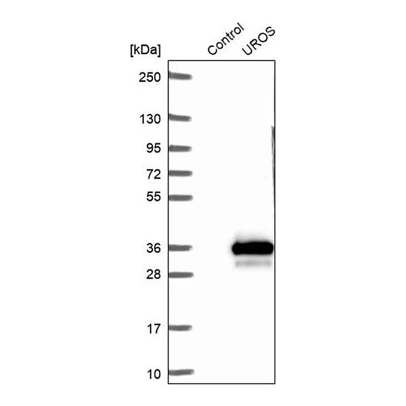 Merck Anti-UROS antibody produced in rabbit