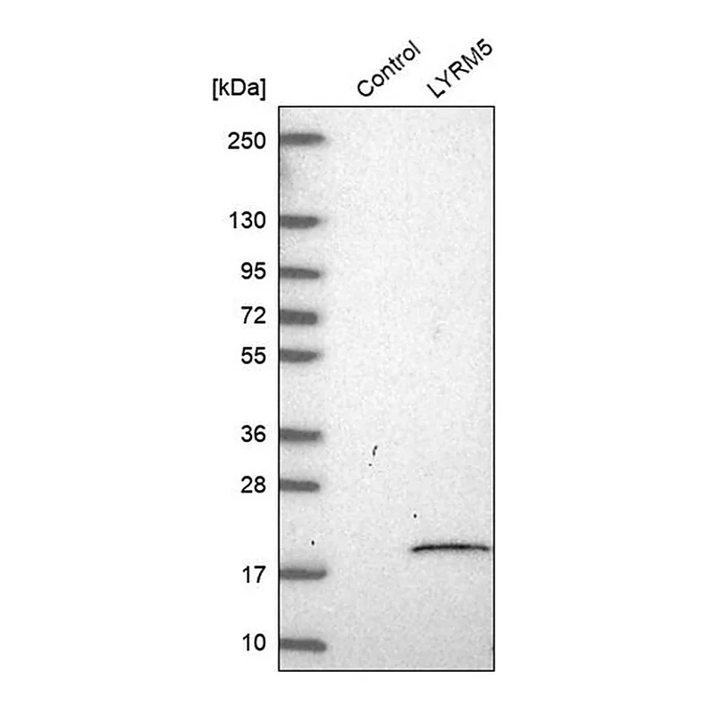 Merck Anti-ETFRF1 antibody produced in rabbit