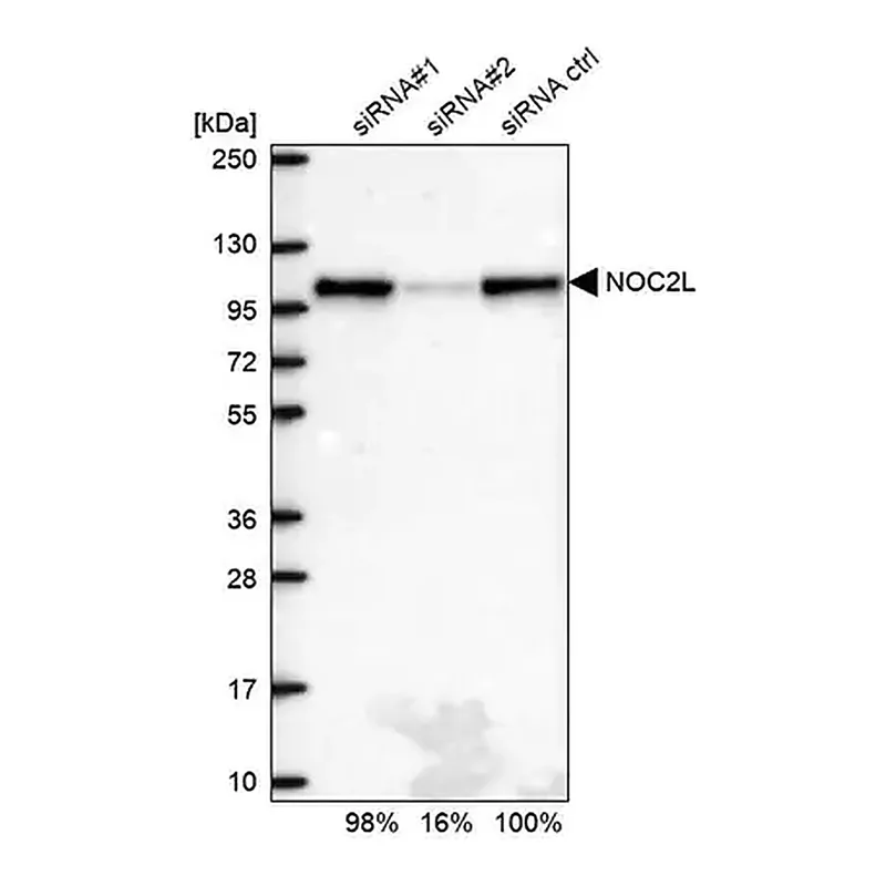 Merck Anti-NOC2L antibody produced in rabbit