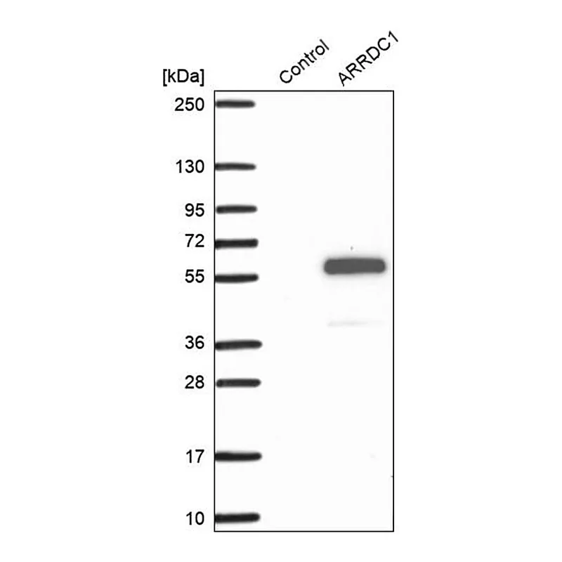 Merck Anti-ARRDC1 antibody produced in rabbit
