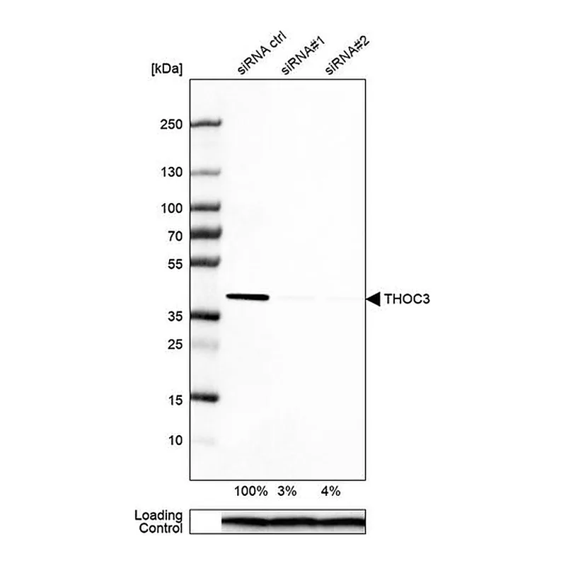 Merck Anti-THOC3 antibody produced in rabbit