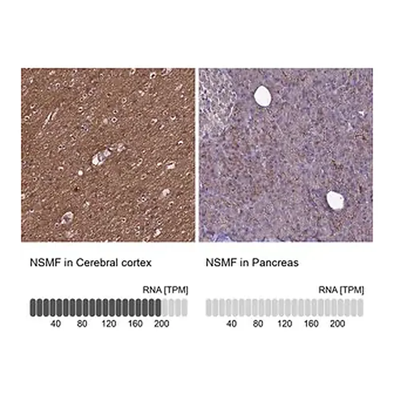 Merck Anti-NSMF antibody produced in rabbit