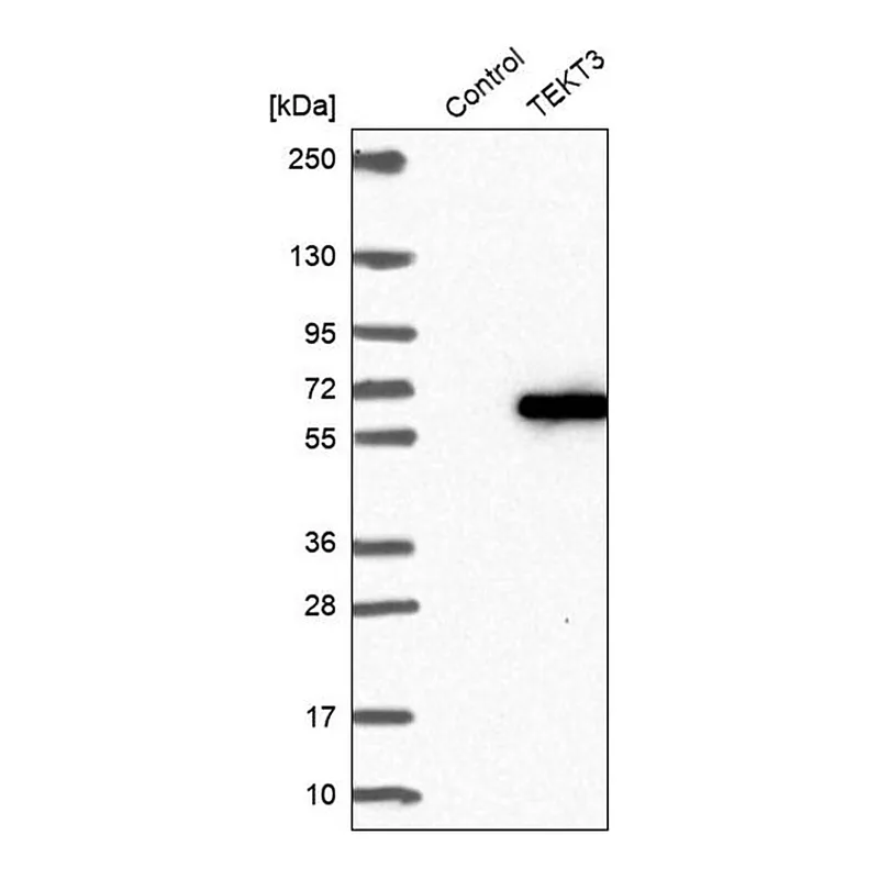 Merck Anti-TEKT3 antibody produced in rabbit