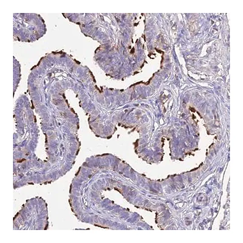 Merck Anti-NME5 antibody produced in rabbit