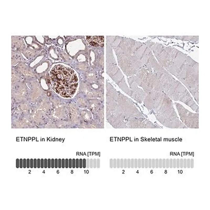 Merck Anti-ETNPPL antibody produced in rabbit