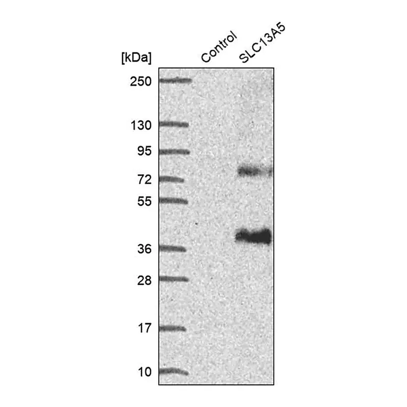 Merck Anti-SLC13A5 antibody produced in rabbit